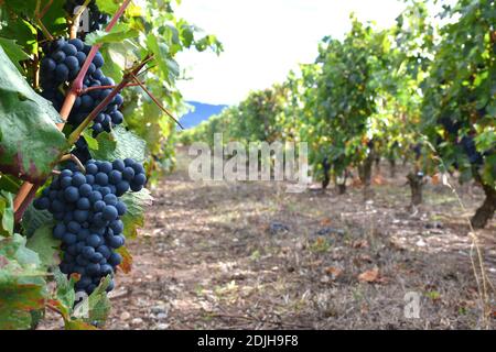 Weinberg mit Trauben. Ernte in La Rioja. Stockfoto