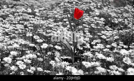 Tulips, red, fresh spring flowers with water drops. black white with one red flower, Single color red garden tulip and daisy isolated by black & white Stock Photo