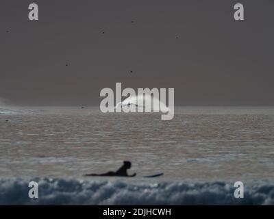 Surfer genießen die Wellen im La Jolla Shores, San Diego, Kalifornien, USA Stockfoto