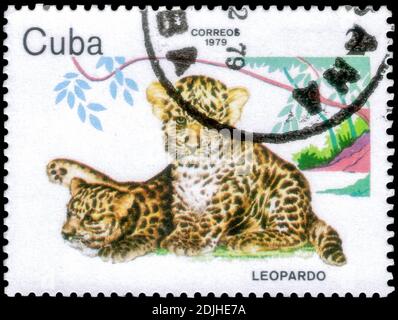 Sankt Petersburg, Russland - 05. Dezember 2020: Briefmarke gedruckt in Kuba mit dem Bild des Leoparden, Panthera pardus, um 1979 Stockfoto