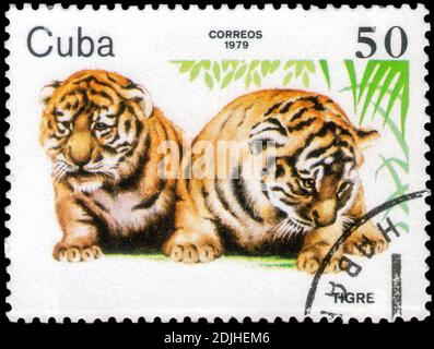 Sankt Petersburg, Russland - 05. Dezember 2020: Stempel gedruckt in Kuba mit dem Bild des Tigers, Panthera tigris, um 1979 Stockfoto