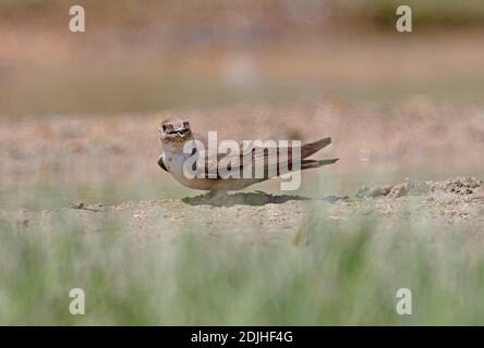 Crag Martin (Ptyonoprogne rupestris) auf dem Boden sammeln Schlamm Armenien Mai Stockfoto