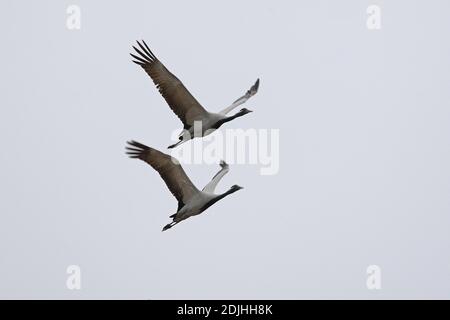 Demoiselle Kranich (Anthropoides jungfrau) zwei im Flug Armenien Mai Stockfoto