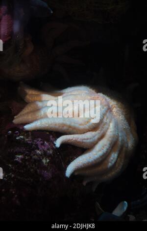 Pycnopodia helianthoides - Sonnenblume Seestar. Stockfoto