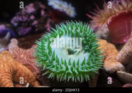 Anthopleura xanthogrammica - riesige grüne Anemone. Stockfoto