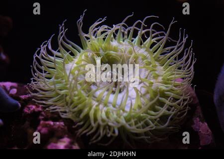 Anthopleura xanthogrammica - riesige grüne Anemone. Stockfoto