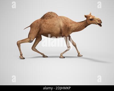 Kamel auf schwachen Beinen 3d-Rendering auf grauem Hintergrund mit Schatten Stockfoto