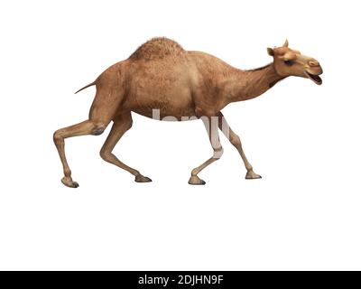 Kamel auf schwachen Beinen 3d-Rendering auf weißem Hintergrund nein Schatten Stockfoto