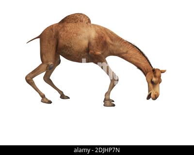 Camel will 3D-Rendering auf weißem Hintergrund nicht essen Schatten Stockfoto