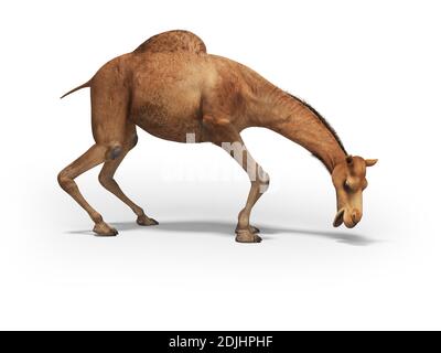 Camel will 3D-Rendering auf weißem Hintergrund mit essen Schatten Stockfoto