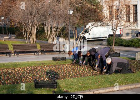 Winter Gartenarbeit und Gemeinde Stadtgärtner Pflanzen Blumen in Blume Bett in Sofia Bulgarien Osteuropa ab Dezember 2020 Stockfoto