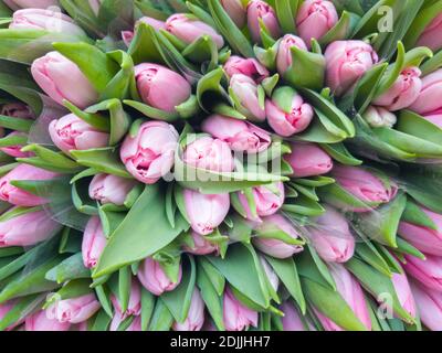 Stapel von rosa Tulpen auf dem Markt Stockfoto