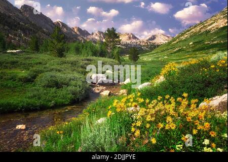 Gänseblümchen und Lamoille Creek. Ruby Mountains, Nevada. Stockfoto