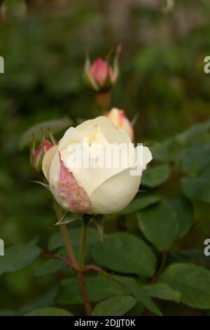 Rosa ‘Winchester Cathedral’ blühendes, natürliches Pflanzen-/Blumenportrait Stockfoto