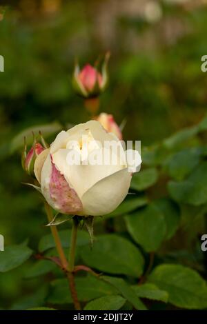 Rosa ‘Winchester Cathedral’ blühendes, natürliches Pflanzen-/Blumenportrait Stockfoto