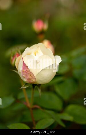 Rosa ‘Winchester Cathedral’ blühendes, natürliches Pflanzen-/Blumenportrait Stockfoto