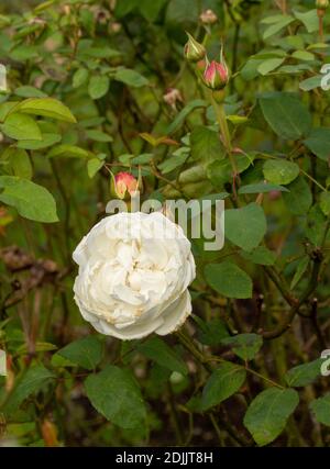 Rosa ‘Winchester Cathedral’ blühendes, natürliches Pflanzen-/Blumenportrait Stockfoto