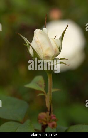 Rosa ‘Winchester Cathedral’ blühendes, natürliches Pflanzen-/Blumenportrait Stockfoto