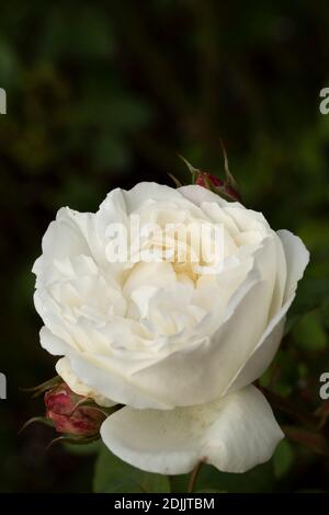 Rosa ‘Winchester Cathedral’ blühendes, natürliches Pflanzen-/Blumenportrait Stockfoto