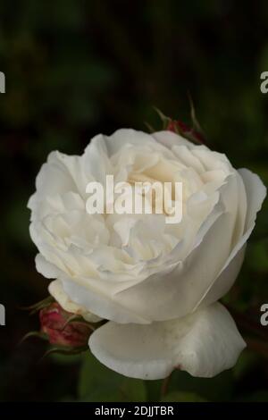 Rosa ‘Winchester Cathedral’ blühendes, natürliches Pflanzen-/Blumenportrait Stockfoto