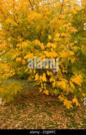 Schillernde Herbstblattfarbe in Surrey, England, Großbritannien, Europa Stockfoto