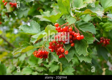 Nahaufnahme von Trauben von roten Beeren einer Gelderberrose An einem sonnigen Tag am Ende des Sommers Saison Stockfoto