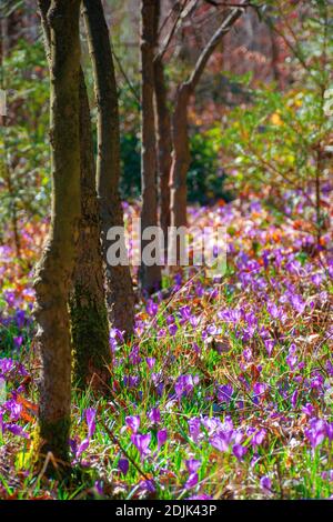 Lila Krokus blühen im Wald. Schöne Naturlandschaft an einem Wurm sonnigen Tag im Frühling Stockfoto