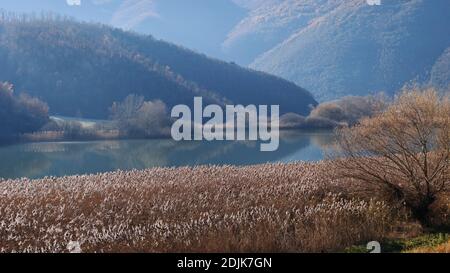 Kleiner See mit den Ufern von gemeinem Schilf bedeckt Stockfoto