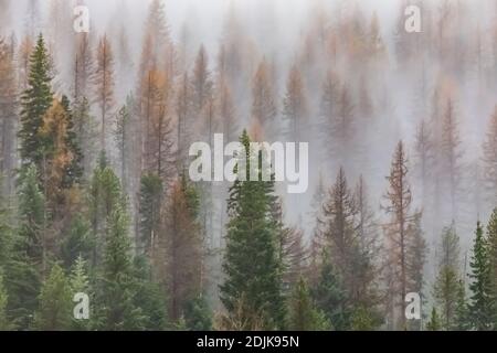 Berge mit Western Lärche und anderen Nadelbäumen bedeckt und teilweise mit Wolken und Nebel bedeckt, von der I-90 in Idaho und Montana, USA gesehen Stockfoto