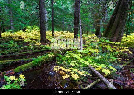 Der Retallack Old Growth Cedars Trailhead ist eine kurze, gewundene Schleife durch einen malerischen alten Zedernwald! Einige der Bäume sind hunderte von Jahren alt und Stockfoto