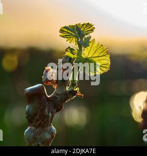 Weinbau, junge Reben, Puder Obsthof, Laumersheim, Pfalz, Deutschland Stockfoto