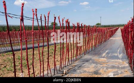 Weinbau, junge Reben, Puder Obsthof, Laumersheim, Pfalz, Deutschland Stockfoto