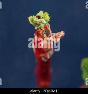 Weinbau, junge Reben, Puder Obsthof, Laumersheim, Pfalz, Deutschland Stockfoto