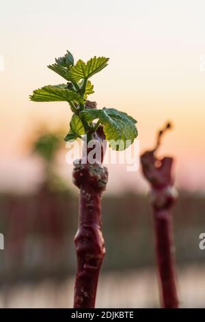 Weinbau, junge Reben, Puder Obsthof, Laumersheim, Pfalz, Deutschland Stockfoto