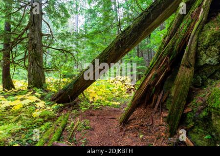 Der Retallack Old Growth Cedars Trailhead ist eine kurze, gewundene Schleife durch einen malerischen alten Zedernwald! Einige der Bäume sind hunderte von Jahren alt und Stockfoto