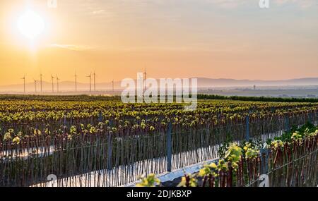 Weinbau, junge Reben, Puder Obsthof, Laumersheim, Pfalz, Deutschland Stockfoto