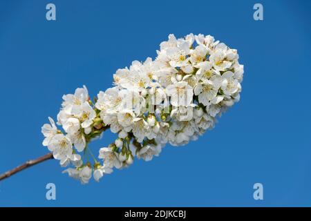 Obstplantage, blühender Kirschbaum, blühender Zweig, Puder-Obsthof, Laumersheim, Pfalz, Deutschland Stockfoto