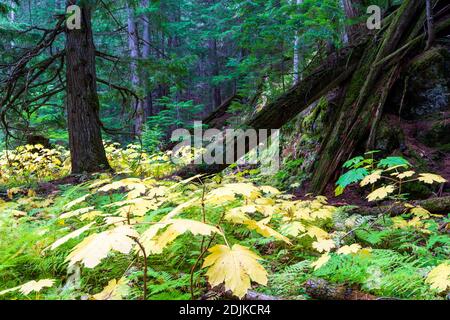 Der Retallack Old Growth Cedars Trailhead ist eine kurze, gewundene Schleife durch einen malerischen alten Zedernwald! Einige der Bäume sind hunderte von Jahren alt und Stockfoto