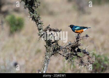 Afrika, Kenia, Laikipia Plateau, Northern Frontier District, Ol Pejeta Conservancy. Superb Star (Lamprotornis Superbus) auf thronigen Akazienbaum. Stockfoto