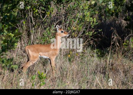 Afrika, Kenia, Laikipia Plateau, Northern Frontier District, Ol Pejeta Conservancy. Impala des Neugeborenen. (WILD: Aepyceros melampus) Stockfoto