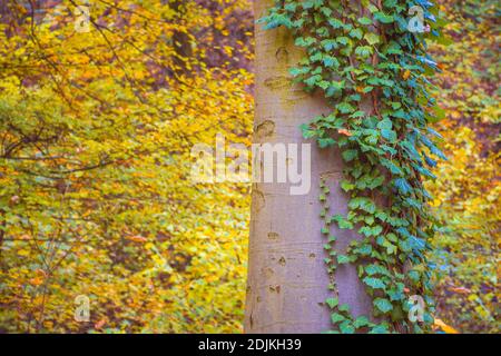 Ivy auf einem Baum und schönen bunten Herbstwald im Hintergrund, in kalten nebligen Morgen Stockfoto