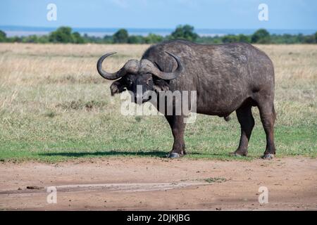Afrika, Kenia, Laikipia Plateau, Northern Frontier District, Ol Pejeta Conservancy. Afrikanischer Büffel aka Kapbüffel (WILD: Syncerus caffer) Stockfoto