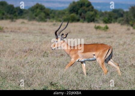 Afrika, Kenia, Laikipia Plateau, Northern Frontier District, Ol Pejeta Conservancy. Impala männlich (WILD: Aepyceros melampus) Stockfoto