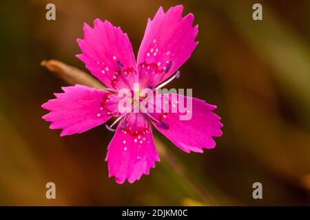 Heather Nelke, Dianthus deltoides, Blüte Stockfoto