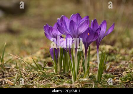 Lila Krokusse blühen an einem angenehmen Frühlingsmorgen in der Sonne. Stockfoto