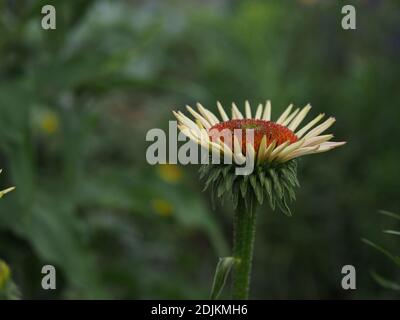 Die Vorderansicht ist von einer blühenden lila Koneblumenblume auf einem grünen Hintergrund in einem botanischen Garten. Stockfoto