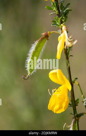 Besen, Cytisus scoparius, Blume Stockfoto