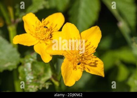 Marsh marigold, Caltha palustris, flowering Stock Photo