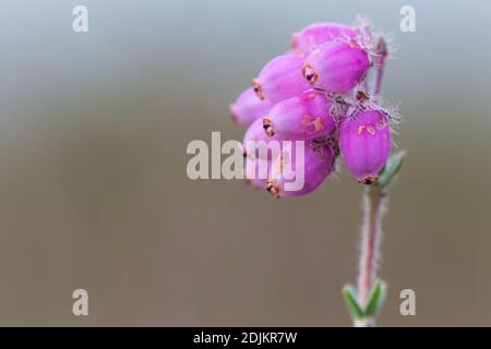 Bell heather, Erica tetralix, blossom Stock Photo