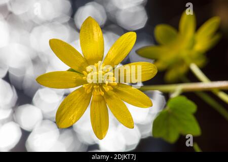 Kleiner Zöllner, Ficaria verna, Blume Stockfoto